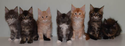 Windwalker kittens nine weeks old All Rights Reserved